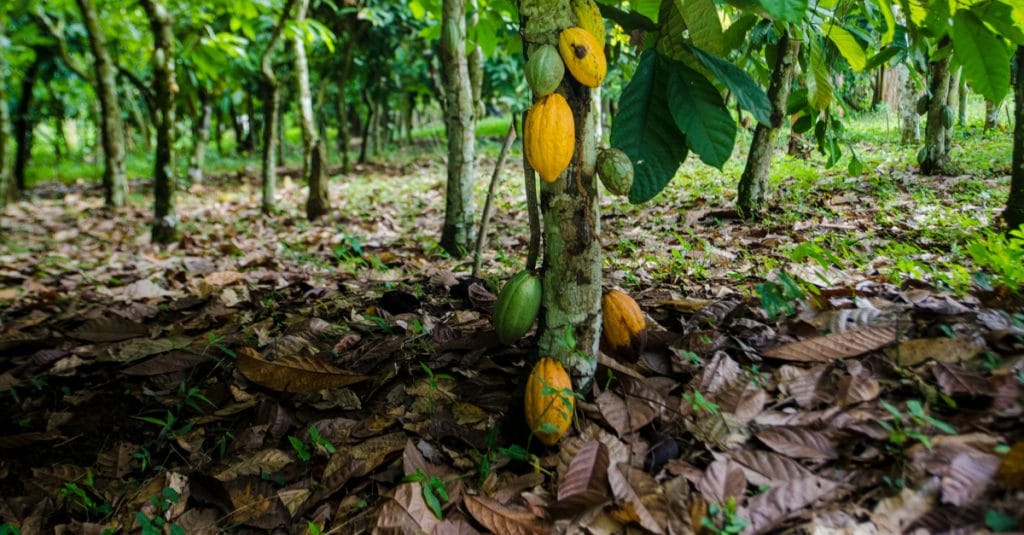 IVORY COAST: Alertive and interactive map on cocoa and deforestation©Neja Hrovat/Shutterstock