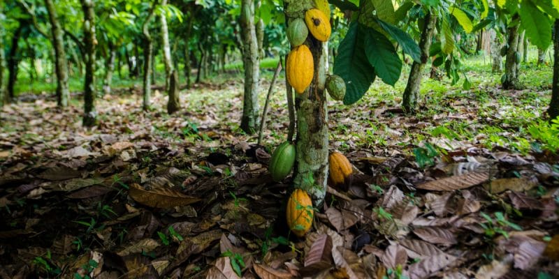 IVORY COAST: Alertive and interactive map on cocoa and deforestation©Neja Hrovat/Shutterstock