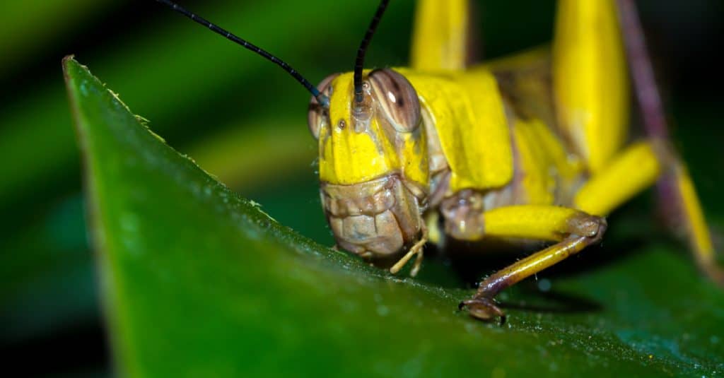 KENYA: Locust invasion threatens crops in north-eastern Kenya©Mike Workman Shutterstock