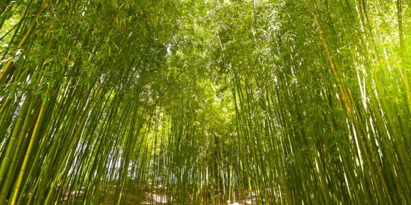 CONGO : un projet de 152 M€ pour la valorisation de bambou sous toutes ses formes©SpiritProd33/Shutterstock