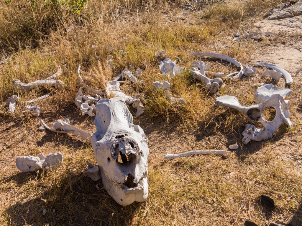 BOTSWANA : les rhinocéros du pays pourraient disparaître d’ici un an ou deux…©Steve Heap/Shutterstock
