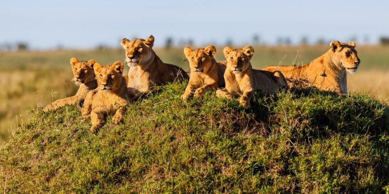 TANZANIA: 36 Serengeti lions to be moved urgently©Maggy Meyer/Shutterstock