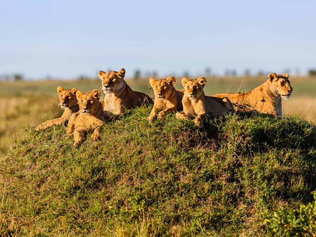 TANZANIE : une course contre la montre s’engage pour déplacer 36 lions du Serengeti©Maggy Meyer/Shutterstock