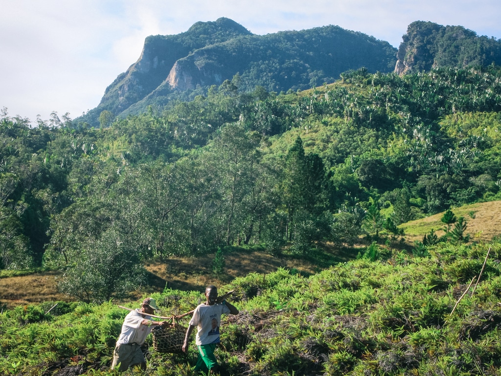TANZANIE : Le groupe français Rossignol va planter 25 000 arbres©Farid Suhaimi/Shutterstock
