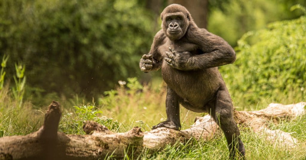 DRC: Environmental radio station, Gorilla FM to start broadcasting on 20th March 2020©sjors evers/Shutterstock