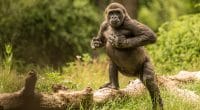 DRC: Environmental radio station, Gorilla FM to start broadcasting on 20th March 2020©sjors evers/Shutterstock