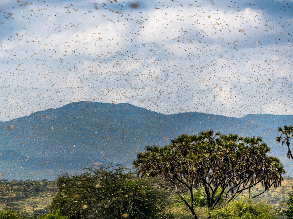 AFRIQUE DE L’EST : les criquets, autre conséquence des variations climatiques extrêmes©Jen Watson/Shutterstock