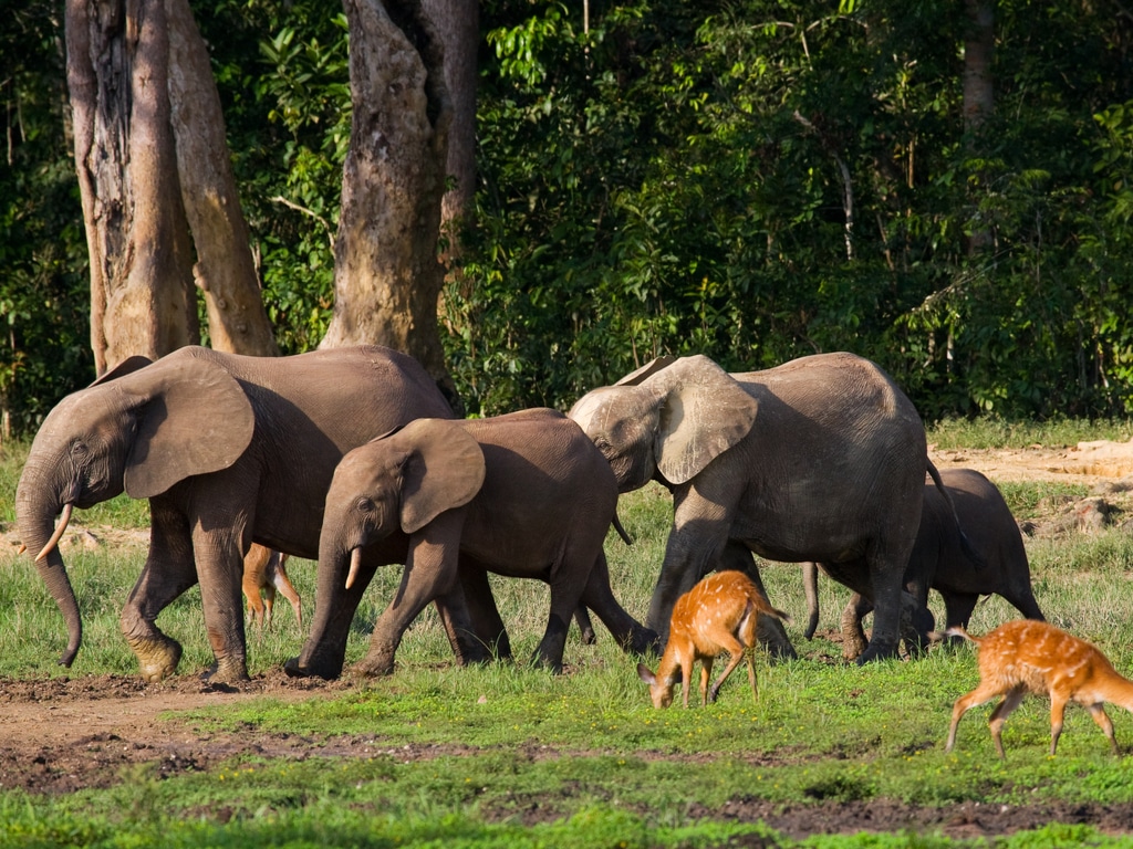 AFRIQUE CENTRALE : une stèle pour la conservation de la biodiversité à Sangha©GUDKOV ANDREY/Shutterstock