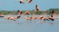 KENYA: Millions of flamingoes threatened by deforestation©Maria Castellanos of Shutterstock