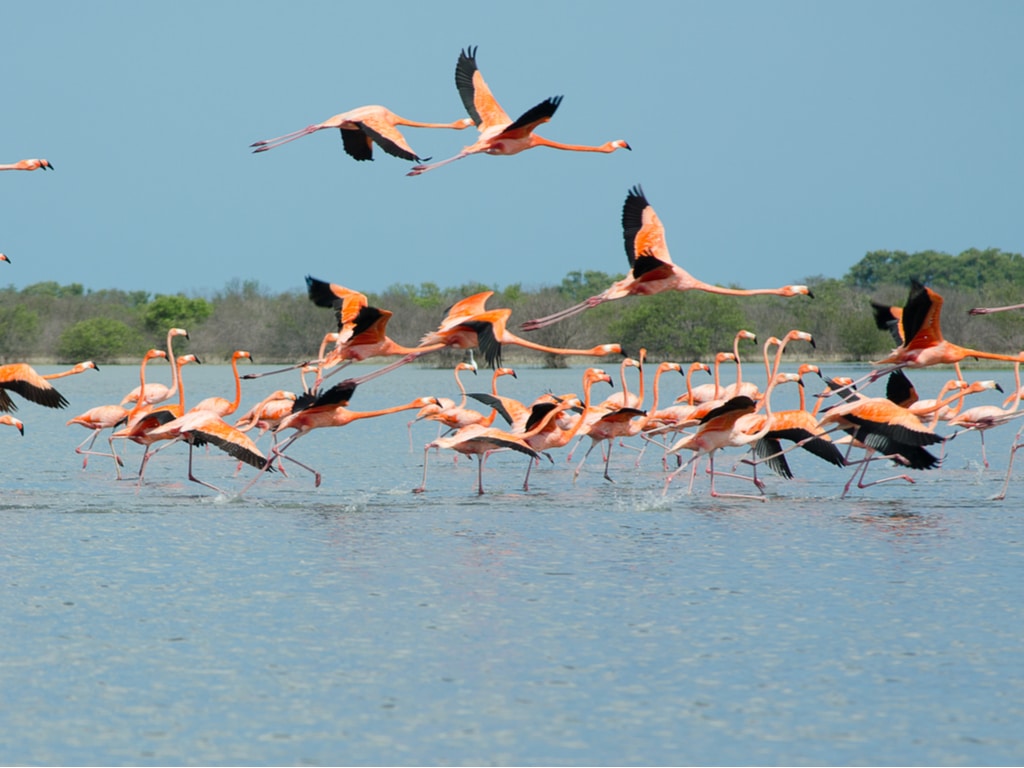 KENYA: Millions of flamingoes threatened by deforestation©Maria Castellanos of Shutterstock
