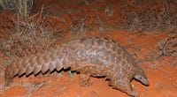 CAMEROON: Government concerned about the gradual disappearance of pangolins©EcoPrint/Shutterstock