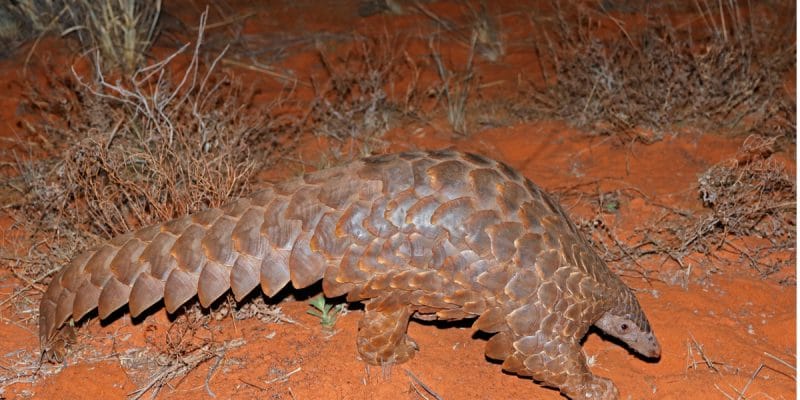 CAMEROON: Government concerned about the gradual disappearance of pangolins©EcoPrint/Shutterstock