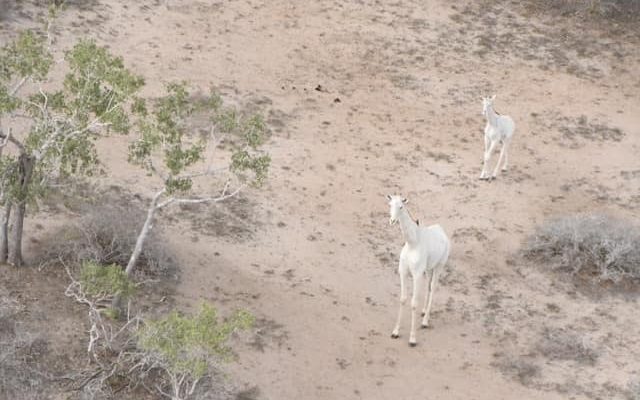 KENYA: Two of the three white giraffes in the world killed©Juergen_Wallstabe/Shutterstock