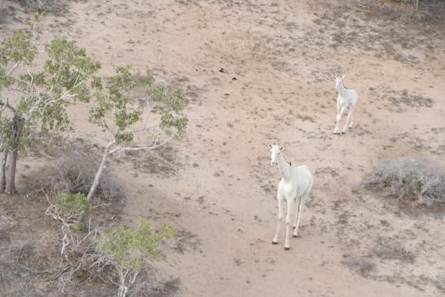 KENYA : les braconniers ont exterminé les toutes dernières girafes blanches au monde©Ishaqbini Hirola