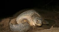 CAP-VERT : le projet « man trading » pour lutter contre le braconnage des tortues©COULANGESShutterstock