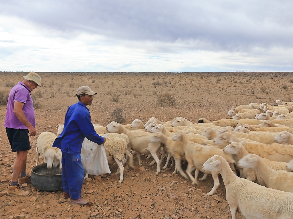 AFRIQUE DU SUD : un plan d’urgence agricole contre la sécheresse au Cap-Occidental©Kobus Smit/Shutterstock