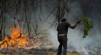 MADAGASCAR : réactivation du 512 pour la dénonciation des crimes environnementaux©Lindsay Basson/Shutterstock
