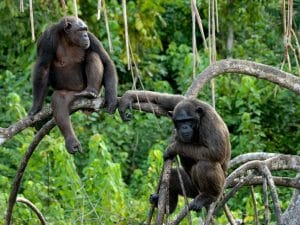 CONGO : l’association Noé obtient la gestion du parc national de Conkouati-Douli