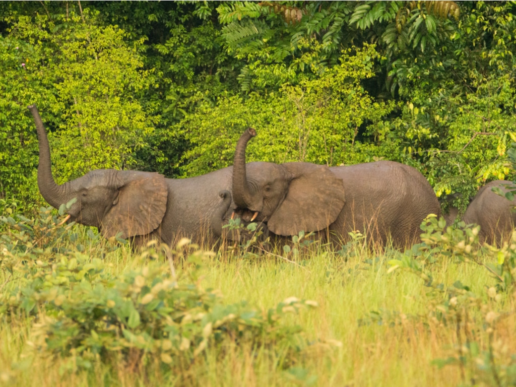 CONGO : l’association Noé obtient la gestion du parc national de Conkouati-Douli©edeantoine/Shutterstock
