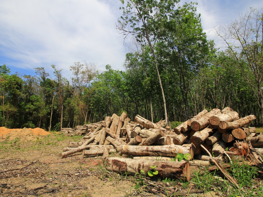DRC: Butanisation, a solution to reduce deforestation©Rich Carey/Shutterstock