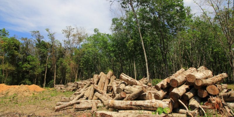 RDC : la butanisation, une solution pour lutter contre la déforestation©Rich Carey/Shutterstock