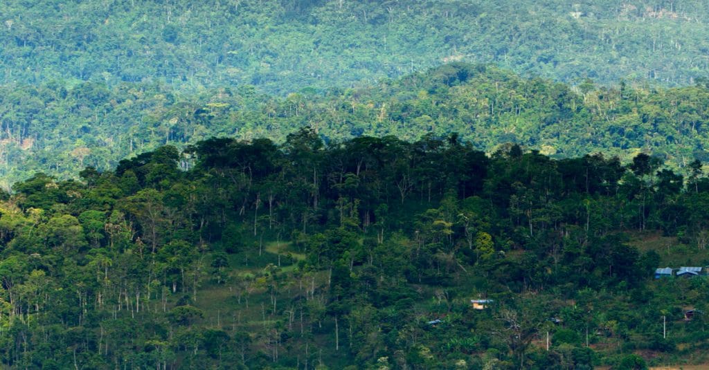 CONGO: Greenpeace opposes allocation of 9 logging concessions©Ammit Jack/Shutterstock