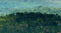 CONGO : Greenpeace s’oppose à l’attribution de 9 concessions forestières©Ammit Jack/Shutterstock