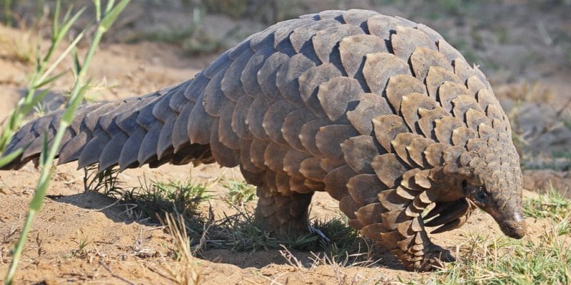 AFRICA: Covid-19 gives pangolin a break from extinction | Afrik 21