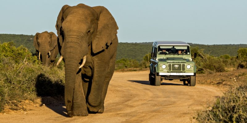 KENYA: Park shutdown due to Covid-19 puts wildlife at risk©Carcharadon/Shutterstock