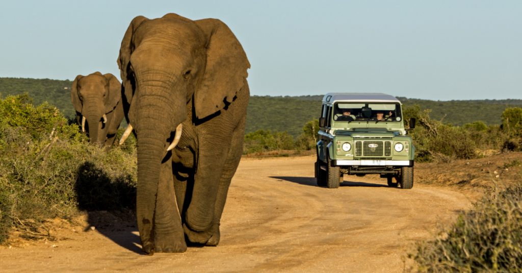 KENYA : la fermeture des parcs due au Covid-19 met la faune sauvage en danger©Carcharadon/Shutterstock