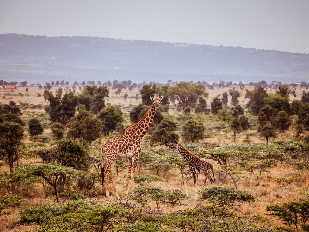 AFRIQUE CENTRALE : les écogardes formés à la gestion des aires protégées©Geertes/Shutterstock