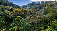 RWANDA: Camera traps to survey biodiversity in Nyungwe Park©Zaruba Ondrej/Shutterstock