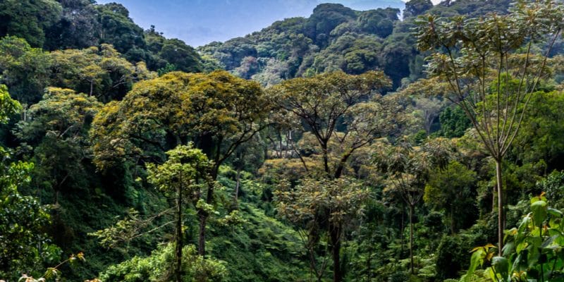 RWANDA : des pièges photographiques pour recenser la biodiversité du parc de Nyungwe© Tetyana Dotsenko/Shutterstock