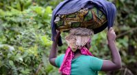 DRC: Confined local residents allowed to collect food in Virunga Park. ©wayak/Shutterstock