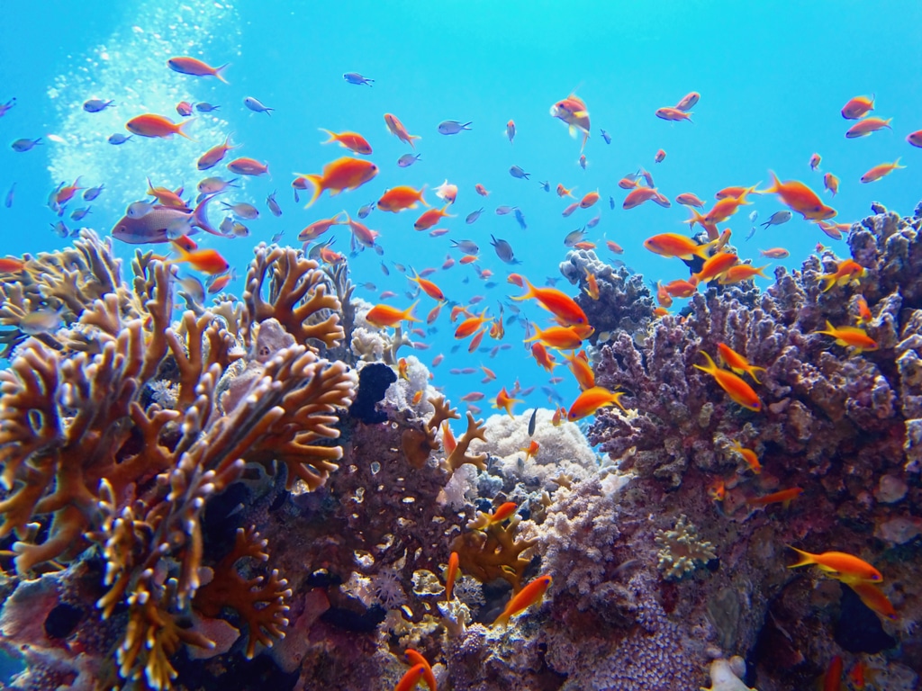 SEYCHELLES: 30% territorial waters declared marine protected areas ...
