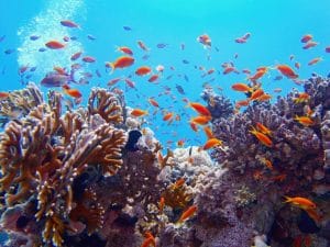 SEYCHELLES : 30 % de ses eaux territoriales déclarées aires marines protégées 