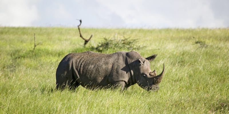 RWANDA: Akagera Park loses one of five black rhinos from European zoos©Joseph Sohm/Shutterstock