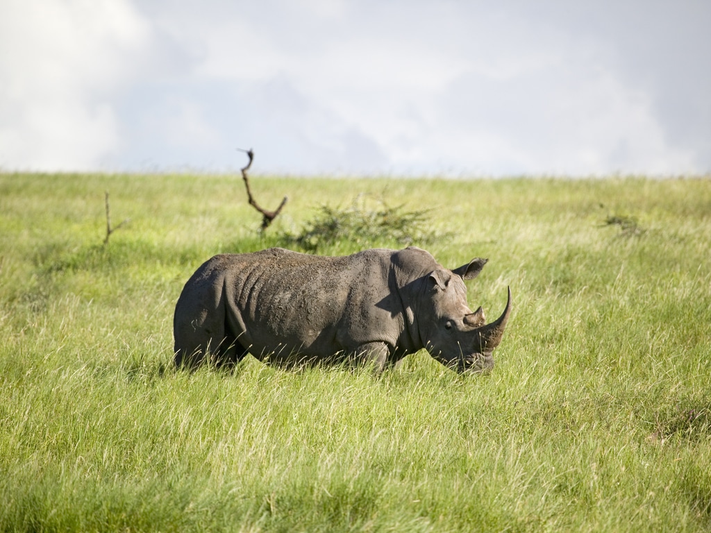 RWANDA : le parc de l’Akagera perd l’un des cinq rhinocéros venus des zoos européens©Joseph Sohm/Shutterstock