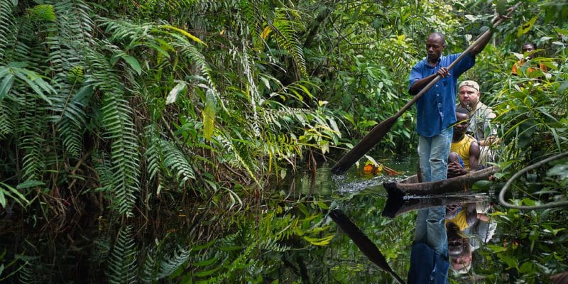 CONGO: The Mimbeli-Ibenga forest concession is now 100% FSC certified ©Sergey Uryadnikov /Shutterstock
