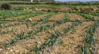 EGYPT: $11.6 million to upgrade several irrigation systems in the north of the country©tetiana_u/Shutterstock