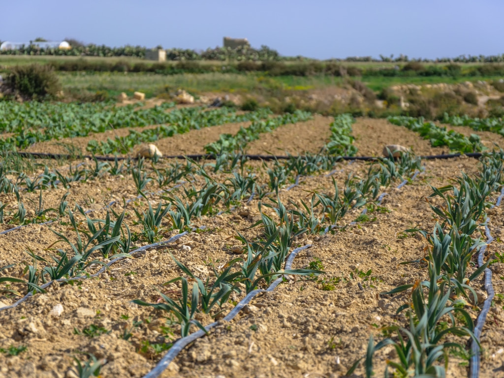 EGYPT: $11.6 million to upgrade several irrigation systems in the north of the country©tetiana_u/Shutterstock