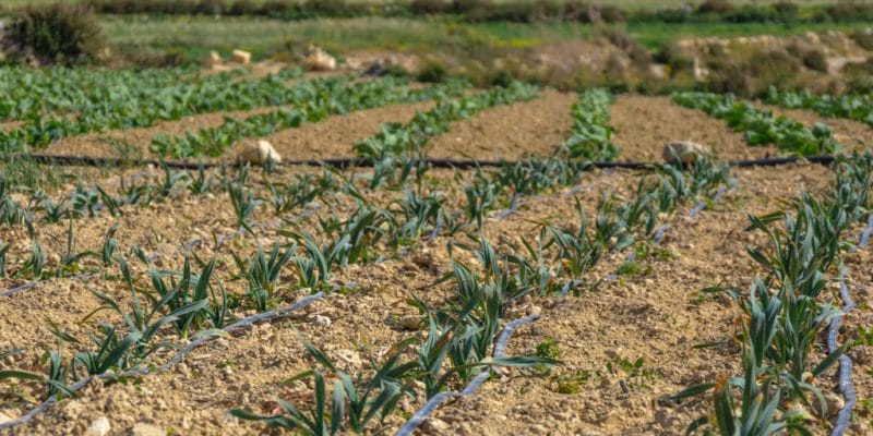 ÉGYPTE : 11,6 millions de dollars pour moderniser plusieurs systèmes d'irrigation dans le nord du pays©tetiana_u/Shutterstock