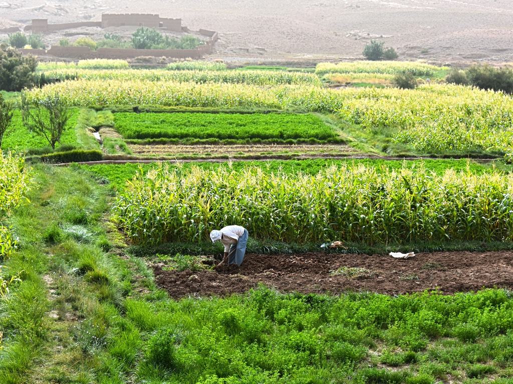 MOROCCO: AFD grants €1.5M to Morrocan agricultural bank for sustainable agriculture©monticello / Shutterstock