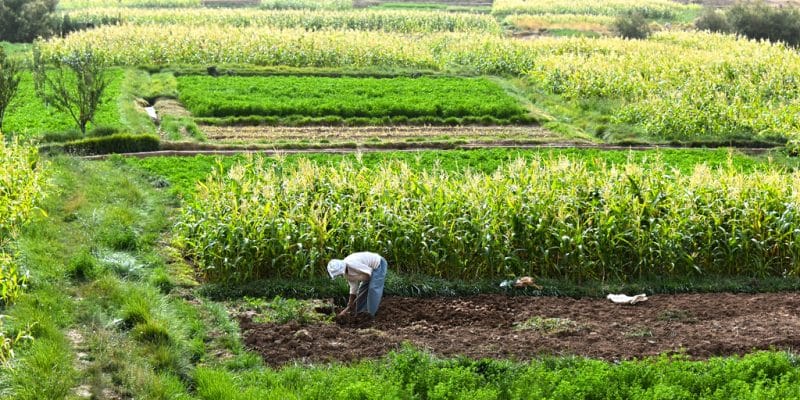 MAROC : l’AFD accorde 1,5 M€ au Crédit agricole du Maroc pour l’agriculture durable©monticello / Shutterstock