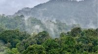 UGANDA: IDA provides $78 million for forest preservation and development©Kiki Dohmeier/Shutterstock