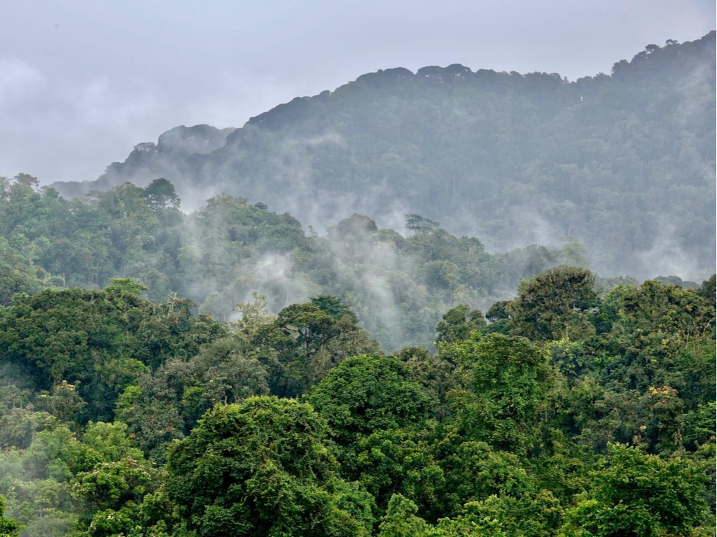UGANDA: IDA provides $78 million for forest preservation and development©Kiki Dohmeier/Shutterstock