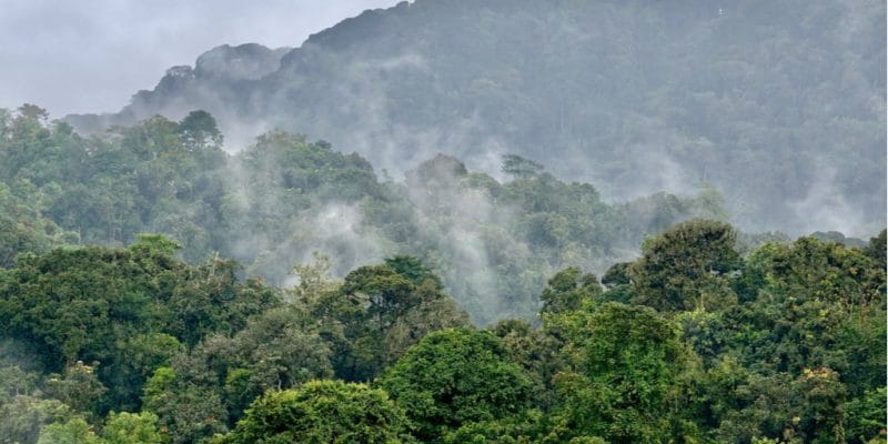 OUGANDA : l’IDA accorde 78 M$ pour la préservation et la mise en valeur des forêts©Kiki Dohmeier/Shutterstock