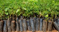 RWANDA-KENYA: One Tree Planted supports farmers by planting 80,000 trees©Dennis Wegewijs / Shutterstock