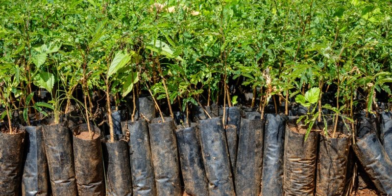 RWANDA-KENYA : One Tree Planted accompagne les agriculteurs en plantant 80 000 arbres©Dennis Wegewijs / Shutterstock