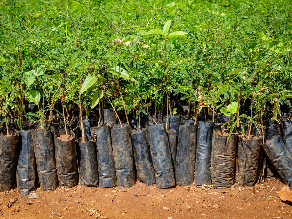 RWANDA-KENYA : One Tree Planted accompagne les agriculteurs en plantant 80 000 arbres©Dennis Wegewijs / Shutterstock